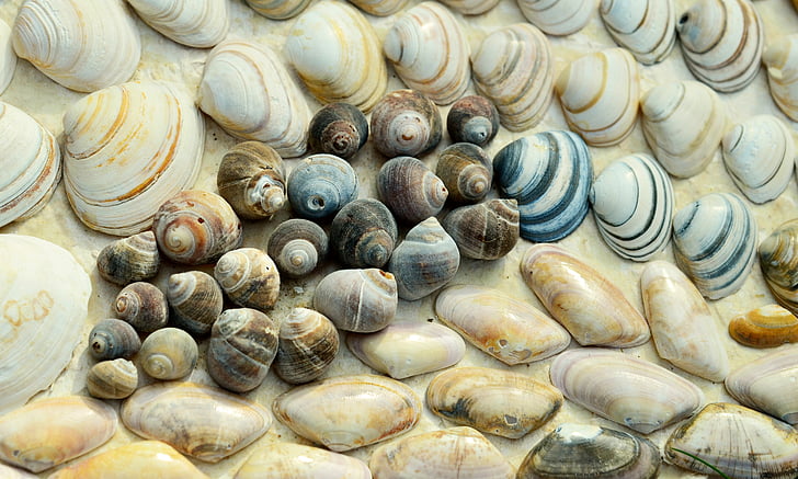 brown and blue sea shells