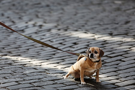adult tan Puggle with brown leash sitting on brick pavement