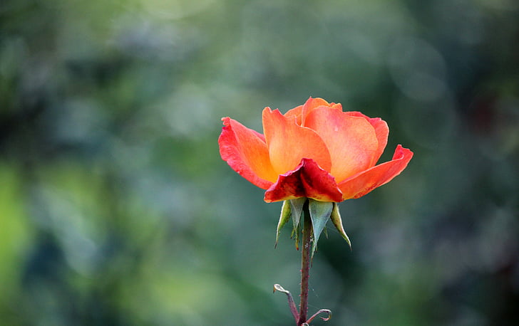 selective focus photography of orange rose flower