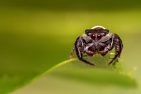 brown jumping spider in macro photography