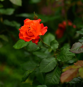 closeup photography of red rose flower