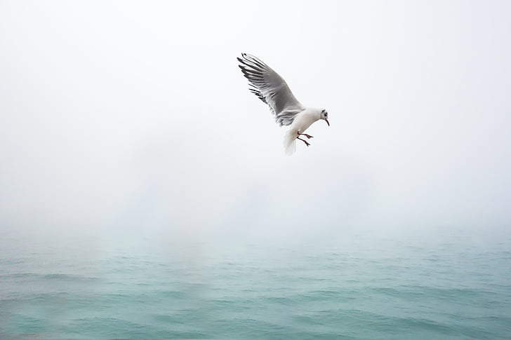 seagull flying near surface of body of water
