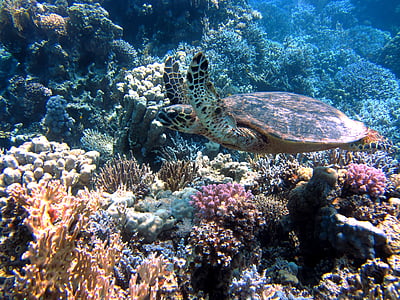 photo of sea turtle under ocean