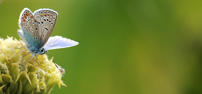 common blue butterfly perched on yellow petaled flower selective focus photography