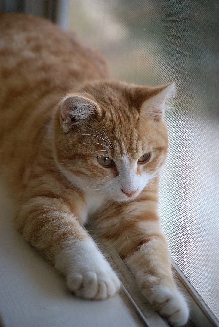 tabby cat lying beside window