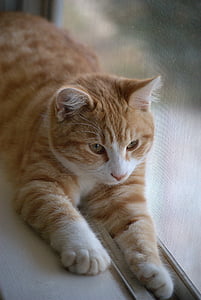 tabby cat lying beside window