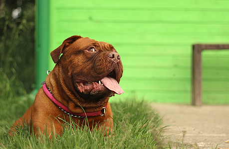 adult tan American pit bull terrier lying on green grass