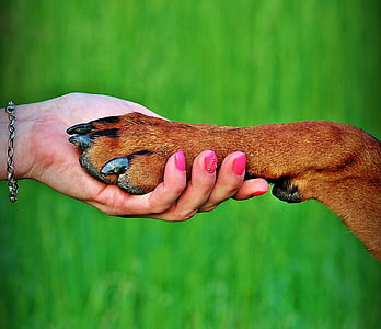 person's hand holding dog's paw