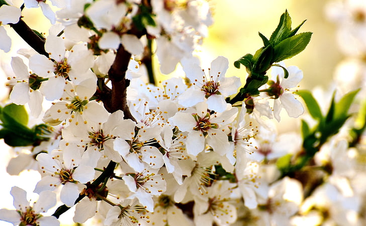 closeup photo of white cherry blossom
