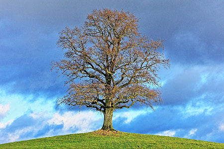 green tree in the middle of the field