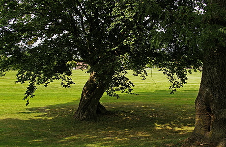 two green leafed trees during daytime