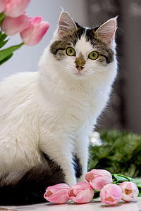 shallow focus photography of white and silver cat