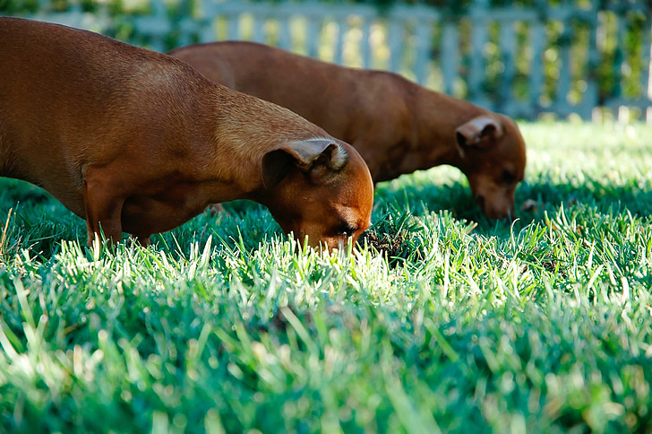 two tan dachshunds standing on green grass