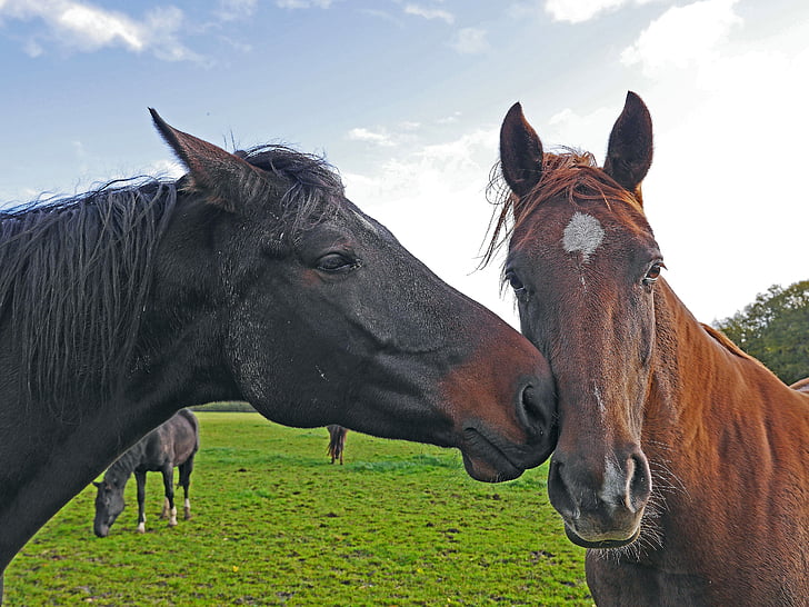 two brown and black horse on green brass