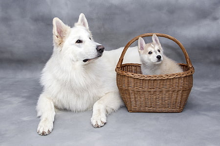white Siberian husky beside puppy inside brown wicker basket
