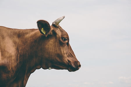 close up photo of brown cow