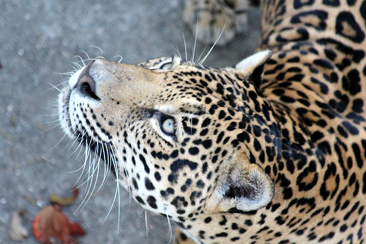 photography of leopard