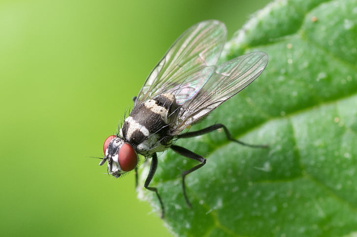 macro shot of house fly
