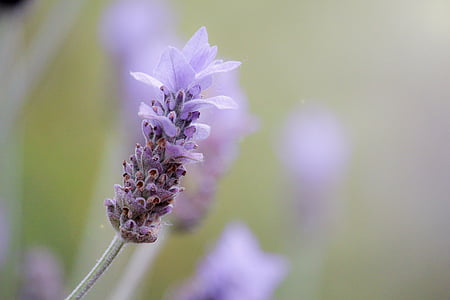 closeup photography of French lavender flower