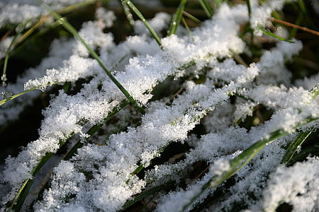 green grass covered with snow