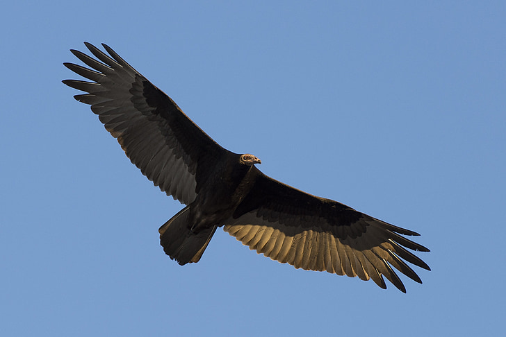black eagle flying under blue sky