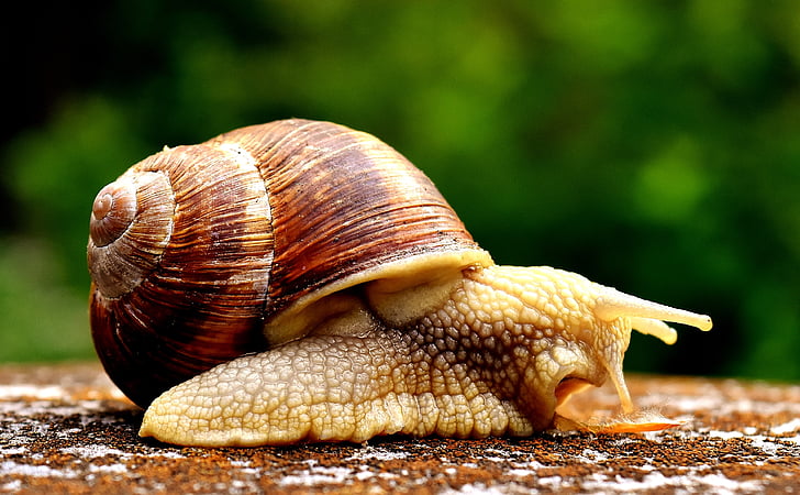 close-up photograph of snail