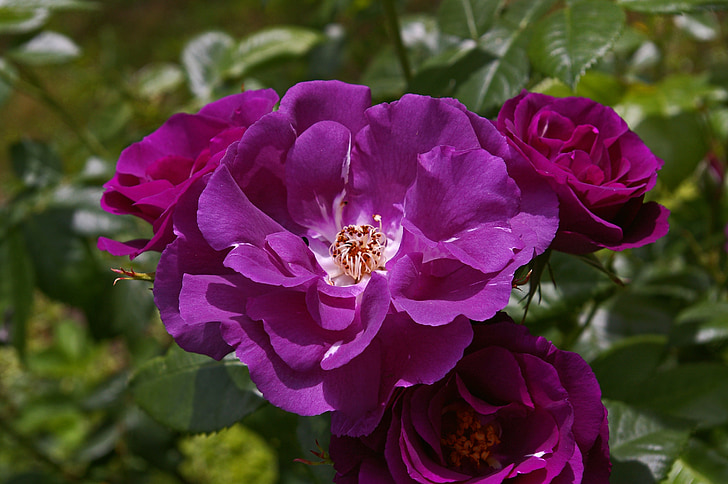 close up photography of purple roses in bloom at daytime