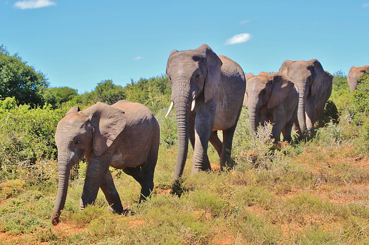 wildlife photo of four elephants