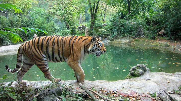 brown and black tiger beside body of water