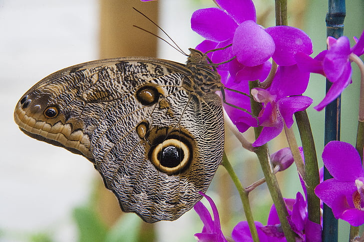 brown owl butterfly perched on pink orchid