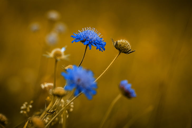 blue petaled flowers in closeup photo