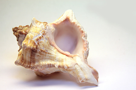 white and brown ceramic seashell