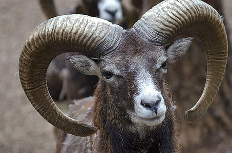 closeup photography of brown ram animal