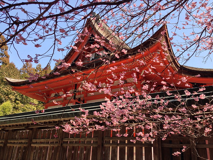orange temple beside cherry blossom during daytime