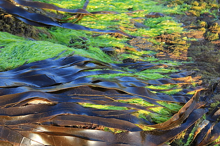 seaweed, kelp, nature, texture, marine, algae