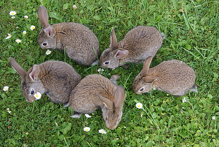 five brown rabbits surrounded by outdoor plants
