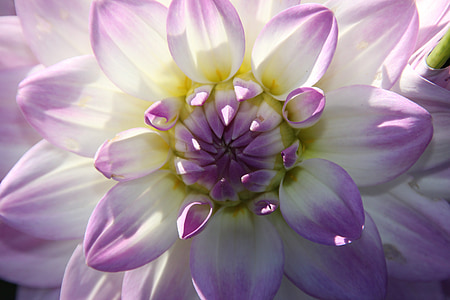close-up photo of purple and white dahlia flower