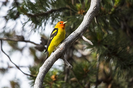 close up photo of yellow and orange bird