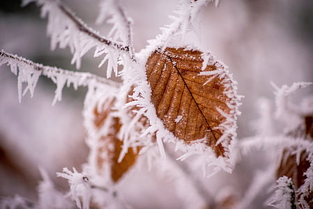 brown leaf covered by snow