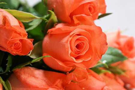 selective focus photography of bunch of orange roses