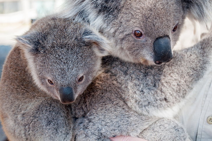 two brown koalas