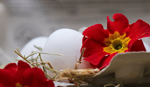 red primrose flower and white eggs