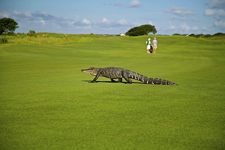 black crocodile walking on green grass field