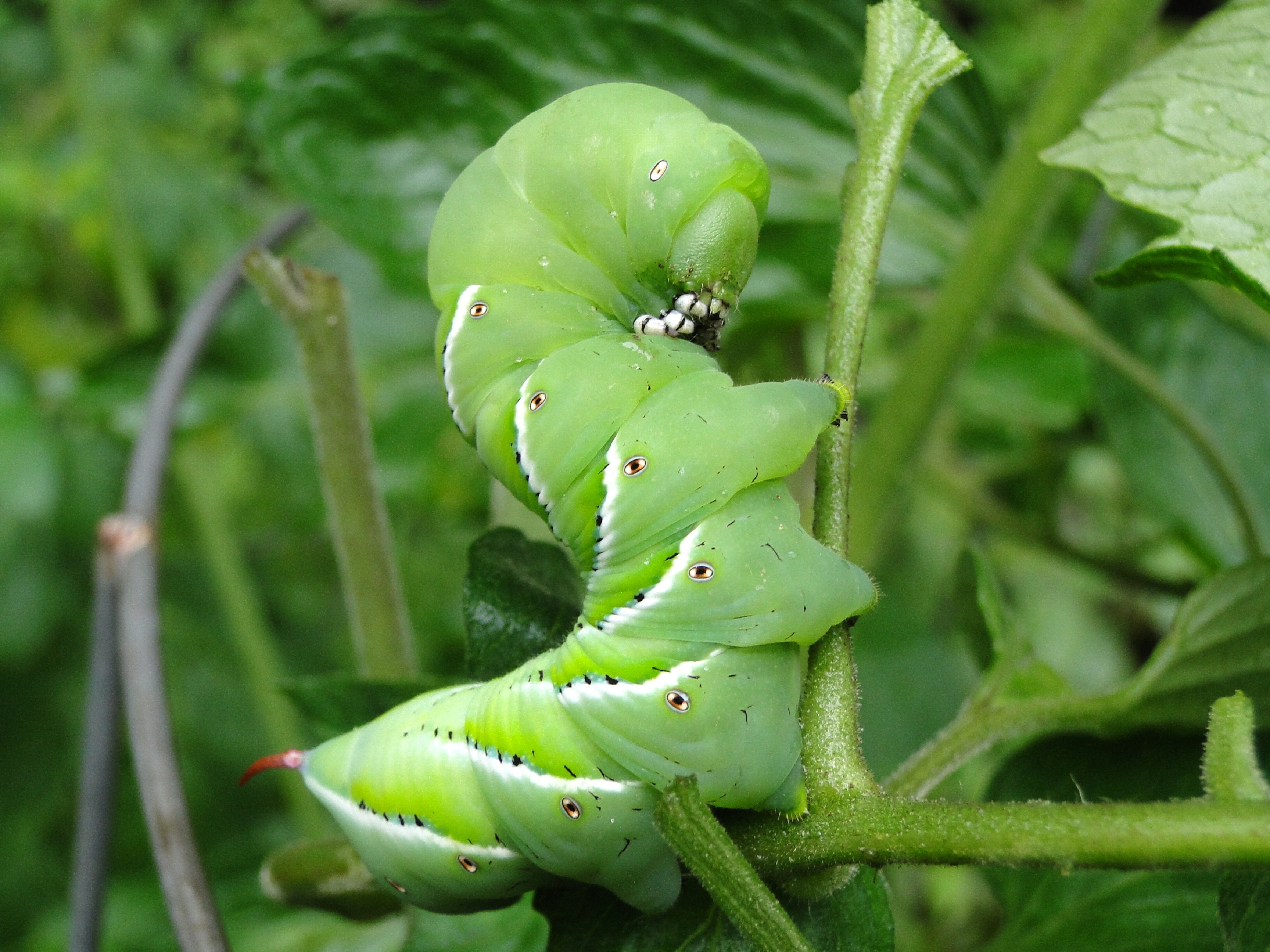 Royalty-Free photo: Worm, tomato hornworm, tomato worm, fat, green, worms
