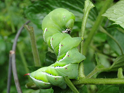 worm, tomato hornworm, tomato worm, fat, green, worms
