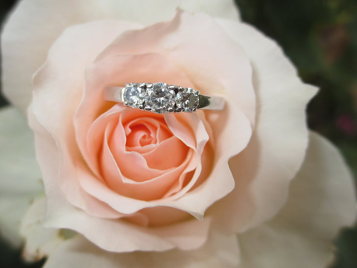 silver engagement ring on pink rose