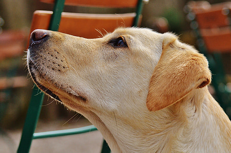 adult yellow Labrador retriever