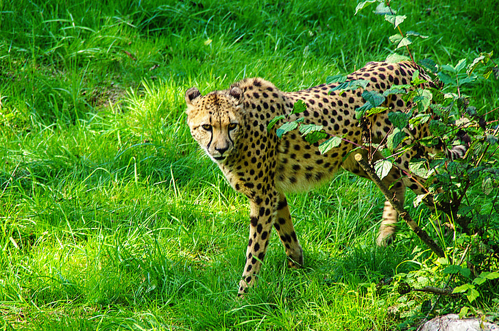 cheetah walking on green lawn