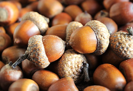 acorn lot