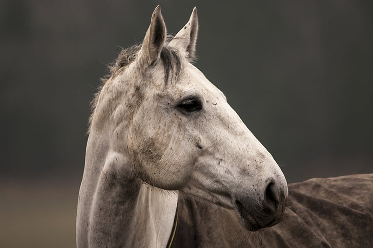 closeup photography of white horse